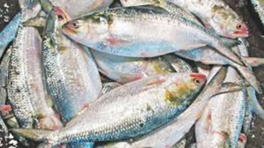 প্রথম চালানে ভারতে গেল ৩৭.৪৬ মেট্রিক টন ইলিশ